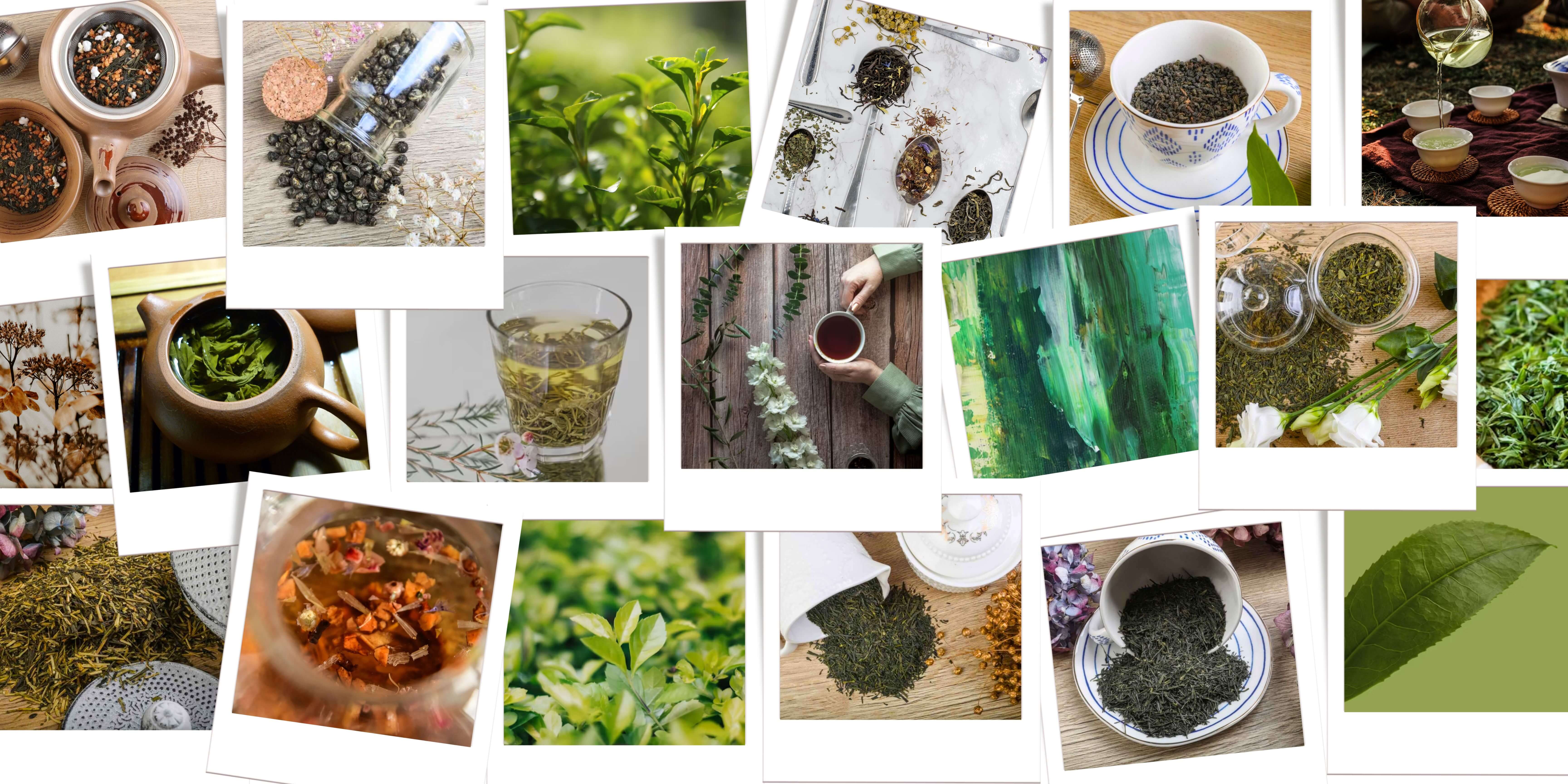 Zielona herbata COTECA. Herbata zielona w filiżance, zaparzaczu. Różne rodzaje herbat zielonych w COTECA.